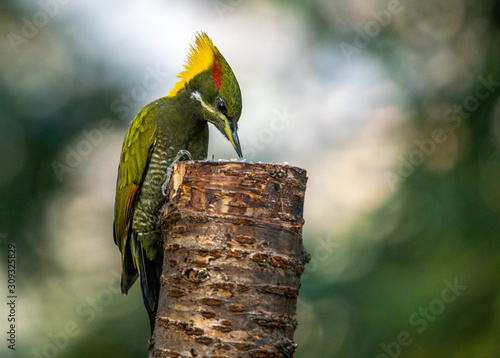 Lesser Yellownape photo