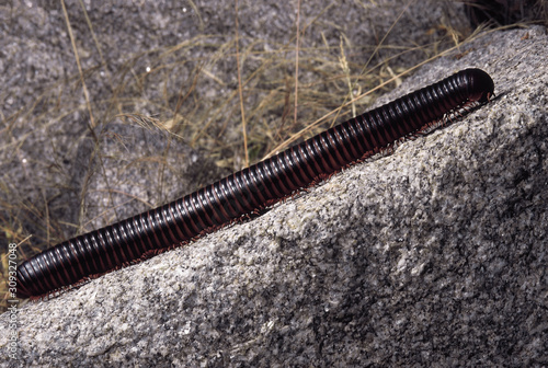 Canvas Print Millipede. Karnataka, India.