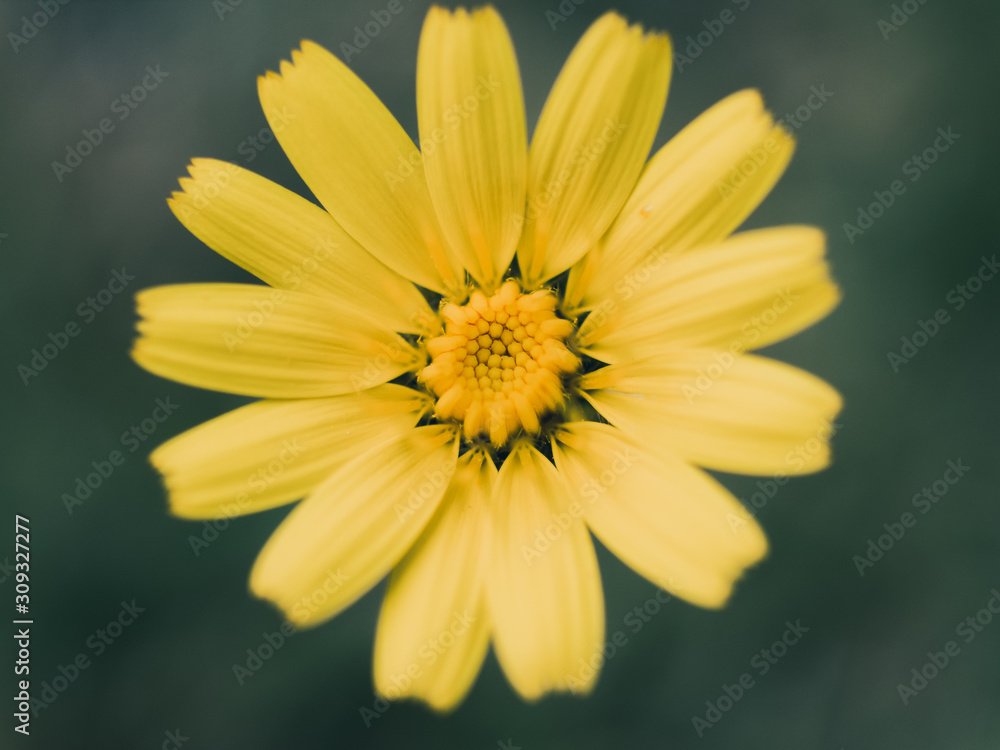 yellow flower on green background yellow flower on green background