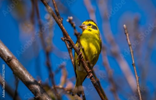 Yellow Breasted Greenfinch photo