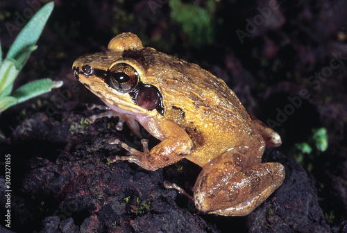Frog. Phansad Wildlife Sanctuary, Maharashtra, India.
