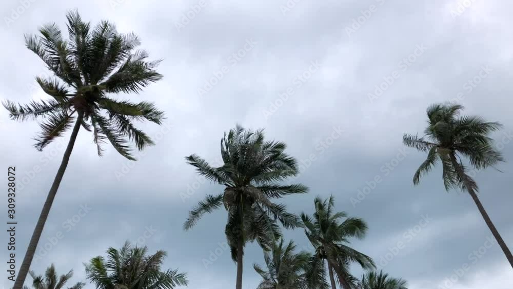 Coconut tree shake in windy monsoon season with dark cloud sky in tropical island. Coconut tree shake in windy monsoon season with dark cloud sky in tropical island.