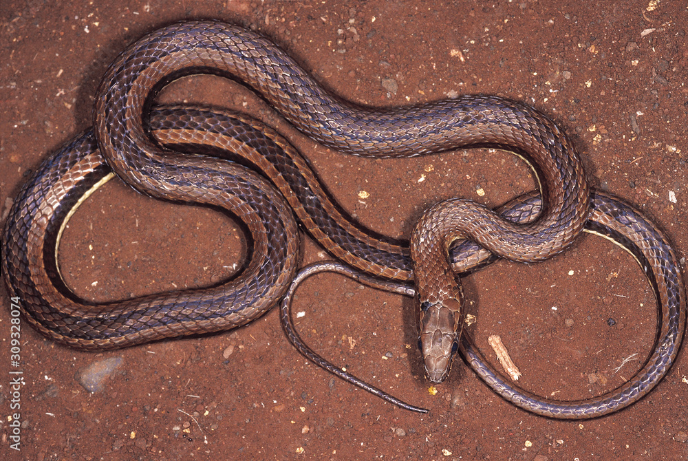 Obraz premium Psammophis condanarus. Sand snake. Harmless. Captive specimen. Maharashtra, India.