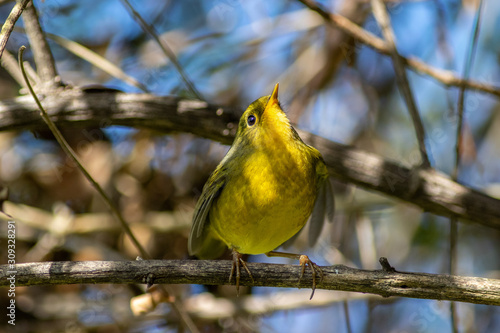 Golden Bush Robin photo