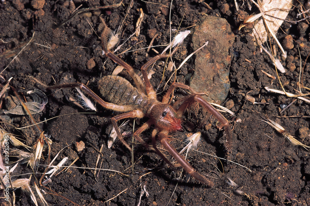 Solifuge. Galeodes species. Pune district, Maharashtra, India. Solifuge. Galeodes species. Pune district, Maharashtra, India.