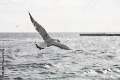 Beautiful sea gull close-up in flight over the sea. © drstokvektor