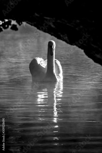 Fototapeta Naklejka Na Ścianę i Meble -   lone male swan swimming toward camera, black and white, with reflections on the water surface, 