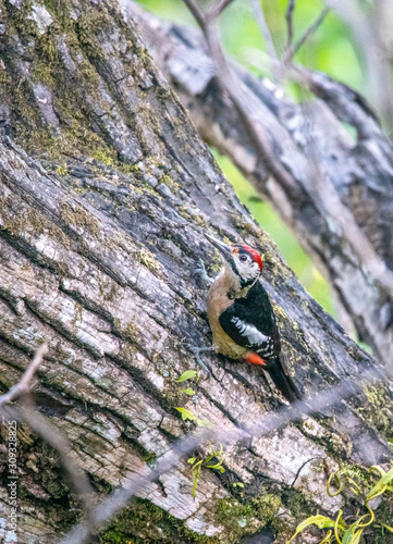 Himalayan Woodpecker