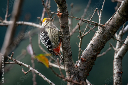 Brown fronted woodpecker photo