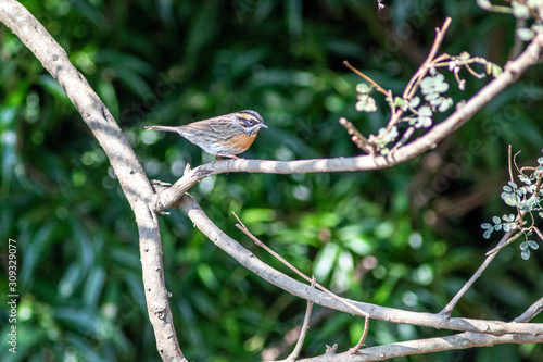 Black Throated Accentor