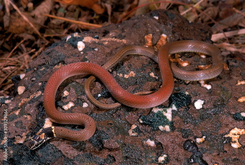 DUMERIL'S BLACK-HEADED SNAKE Sibynophis subpunctatus. Specimen from Pune, Maharashtra, India.