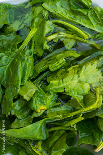 Green spinach leaves soaked and washed in water in bowl. Vegan, vegetarian healthy food.