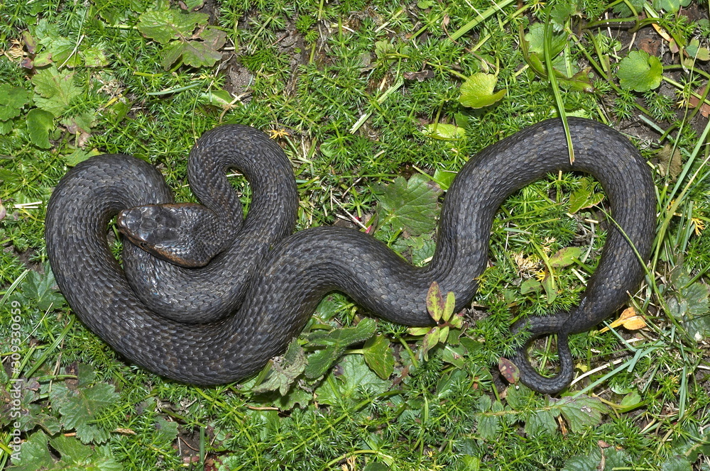 Himalayan Pit Viper Gloydius himalayanus MELANISTIC FORM DORSAL VIEW, Uttaranchal, India. Himalayan Pit Viper Gloydius himalayanus MELANISTIC FORM DORSAL VIEW, Uttaranchal, India.