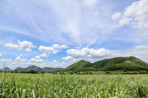 Sugarcane in a field with mountain range in background, in Thailand