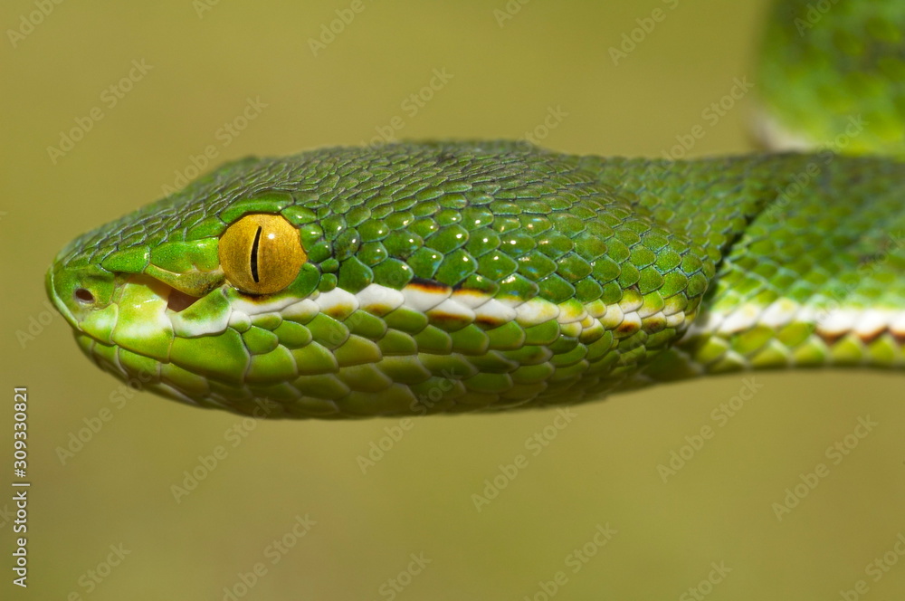 Himalayan White-lipped Pit Viper Cryptelytrops (Trimeresurus) septentrionalis LEFT LATERAL VIEW, HEAD; MALE, Uttaranchal, India. Himalayan White-lipped Pit Viper Cryptelytrops (Trimeresurus) septentrionalis LEFT LATERAL VIEW, HEAD; MALE, Uttaranchal, India.