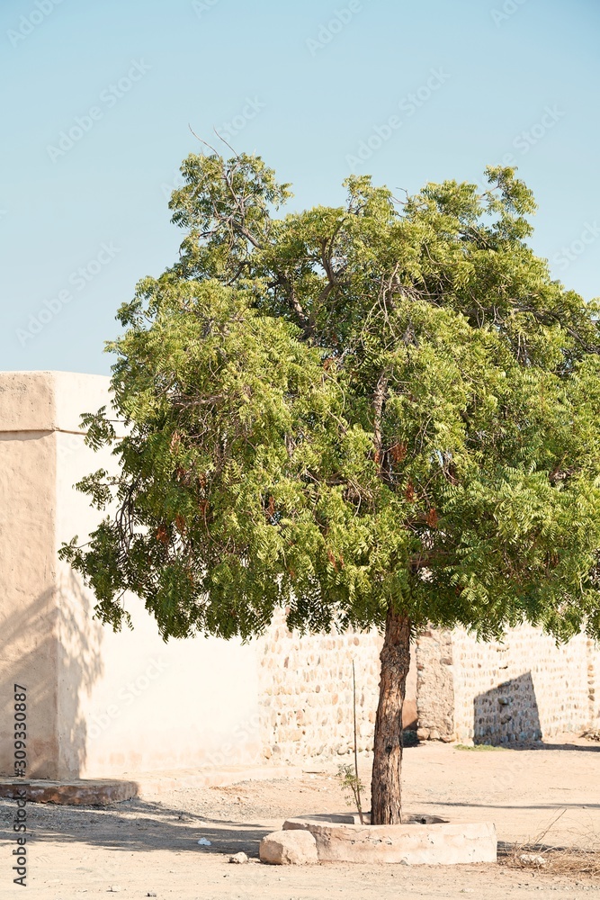 tree in front of an old wall in fujairah fortress
