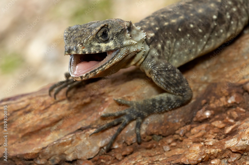 Agama LIZARD CLOSE UP SHOWING TEETH. Uttaranchal, India. Agama LIZARD CLOSE UP SHOWING TEETH. Uttaranchal, India.
