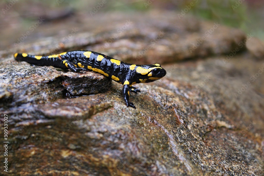 Fire Salamander in the nature habitat. Very rare and endangered animal close up. European wildlife. Fantastic creature. Salamandra salamandra. Fire Salamander in the nature habitat. Very rare and endangered animal close up. European wildlife. Fantastic creature. Salamandra salamandra.