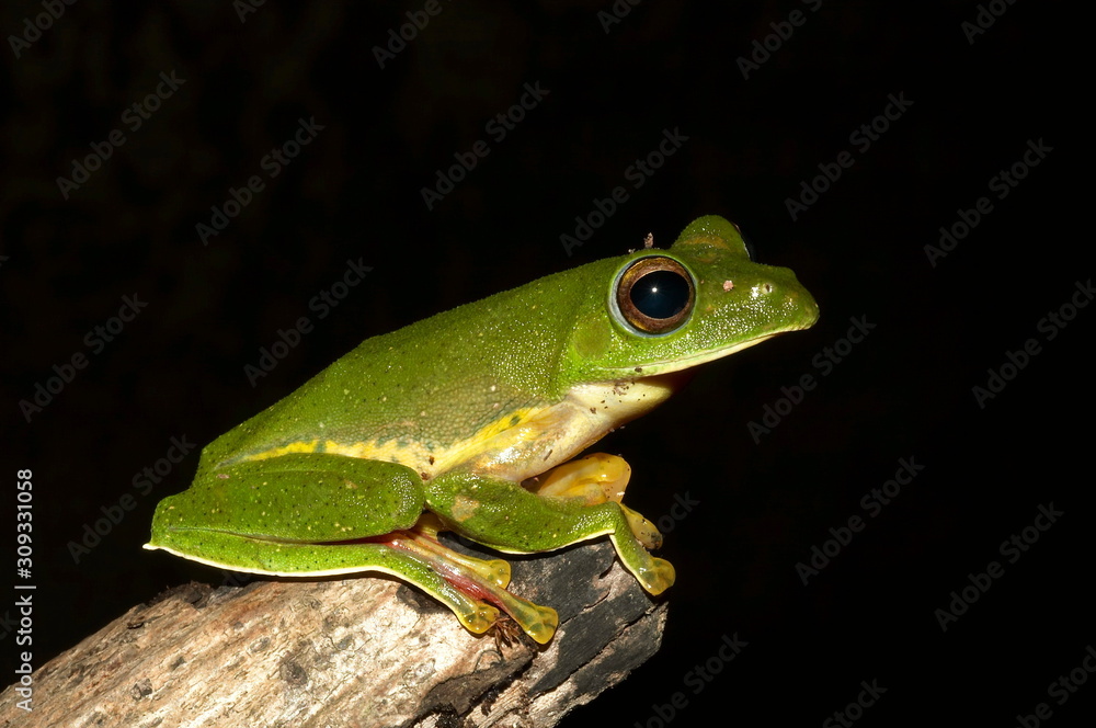 Obraz premium MALABAR GLIDING FROG, Rhacophorus malabaricus Locality: Kodagu (Coorg) Karnataka, INDIA.