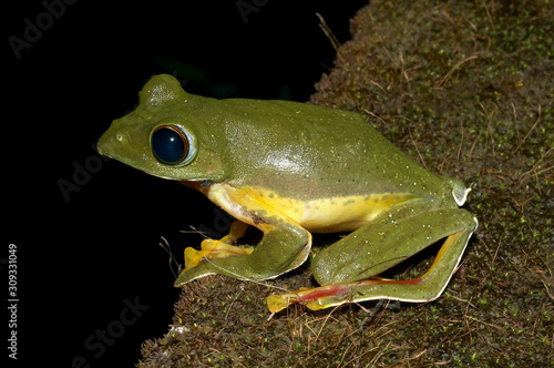 Malabar Gliding Frog. Rhacophorus malabaricus. Locality: Kodagu (Coorg) Karnataka, INDIA photo