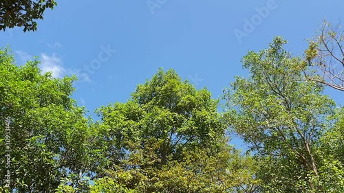 Wallpaper Mural Green leaves of tree are moving by wind blow, Beautiful nature tree branchs moving Torontodigital.ca