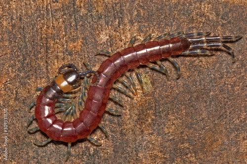 ARTHROPOD, CENTIPEDE, SCOLOPENDRA. Dorsal view of pink Scolopendra or Centipede. Photographed in Agumbe, Karnataka, INDIA.. photo