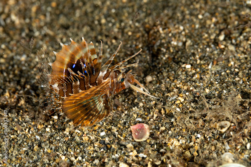 The surprising underwater world of the Indian and Pacifical Oceans