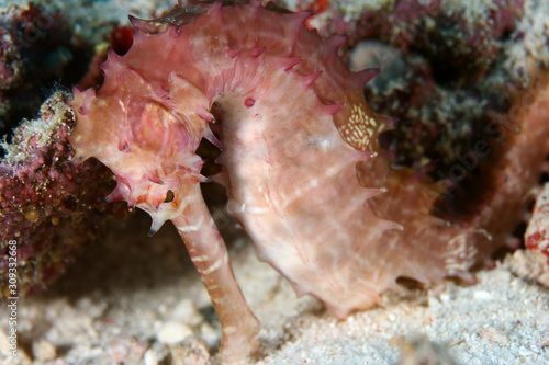 Pink Tigertail Seahorse underwater on coral reef