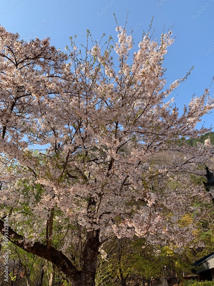 Cherry blossoms are in full bloom Cherry blossoms are in full bloom