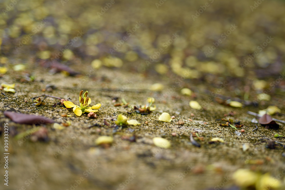 Cassia Tree,Thai Copper Pod flower on concrete floor in garden, and blur bokeh background, Selective focus. Copy space. Cassia Tree,Thai Copper Pod flower on concrete floor in garden, and blur bokeh background, Selective focus. Copy space.