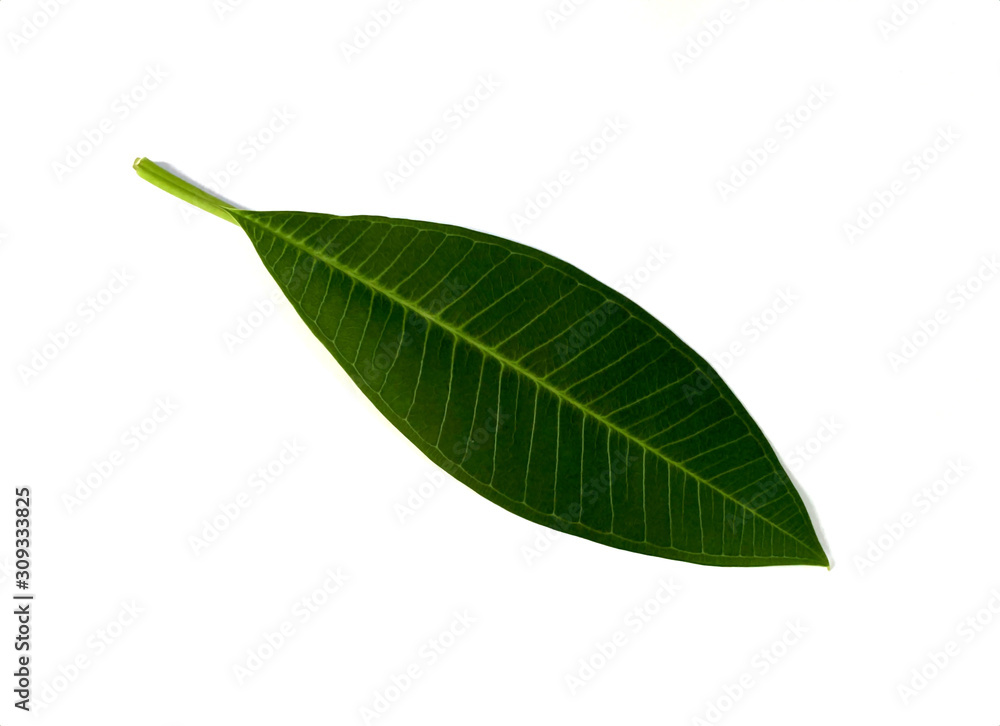 Obraz premium green leaf isolated on white background