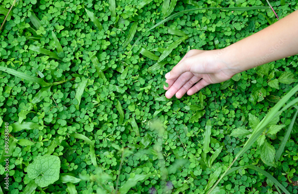 Asian girl hand holding clover leaf in garden, back to nature, love earth, copy space. Asian girl hand holding clover leaf in garden, back to nature, love earth, copy space.