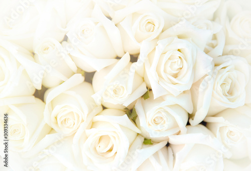 Top view or Flat lay of many white roses bouquet as a floral background