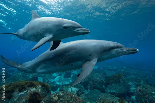 Tapety dolphins underwater photography
