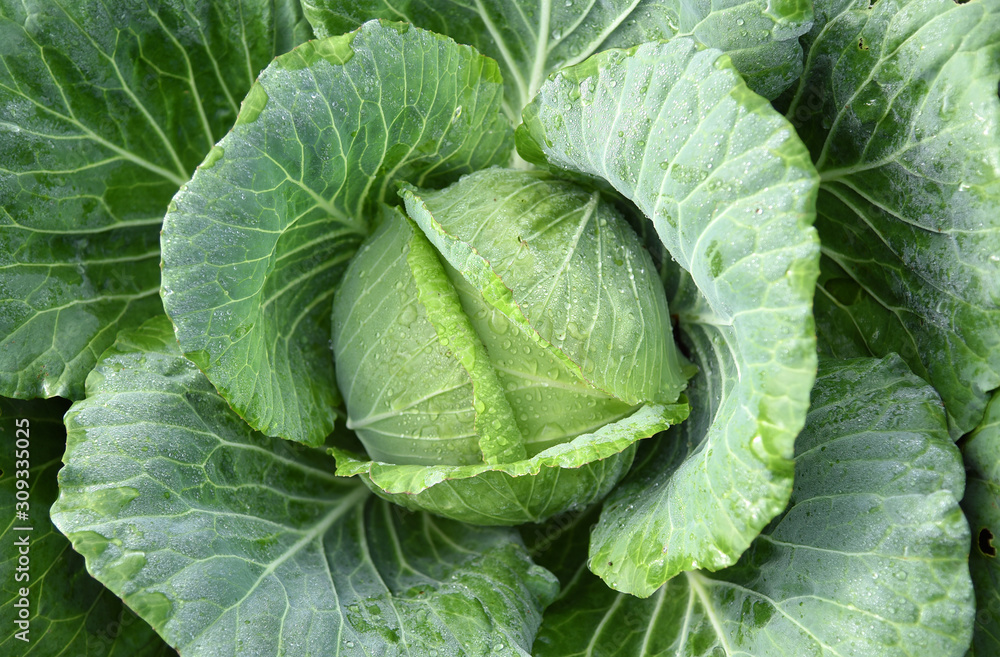 Close-up of fresh cabbage in the vegetable garden, Flatlay or top view of fresh lettuce in the farm. Close-up of fresh cabbage in the vegetable garden, Flatlay or top view of fresh lettuce in the farm.
