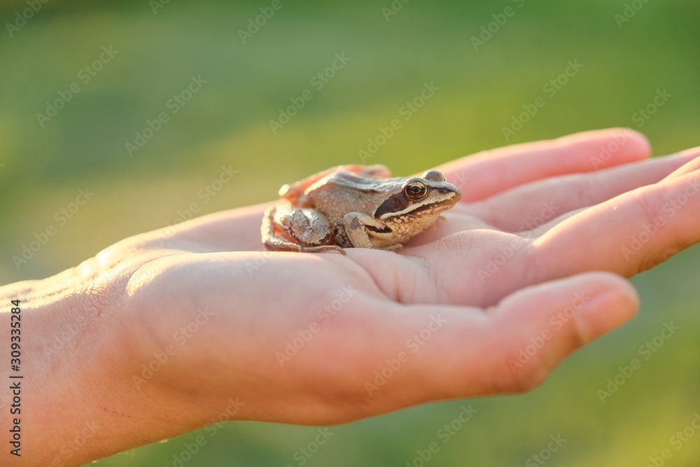 Close-up of little green frog sitting on girl hand Close-up of little green frog sitting on girl hand
