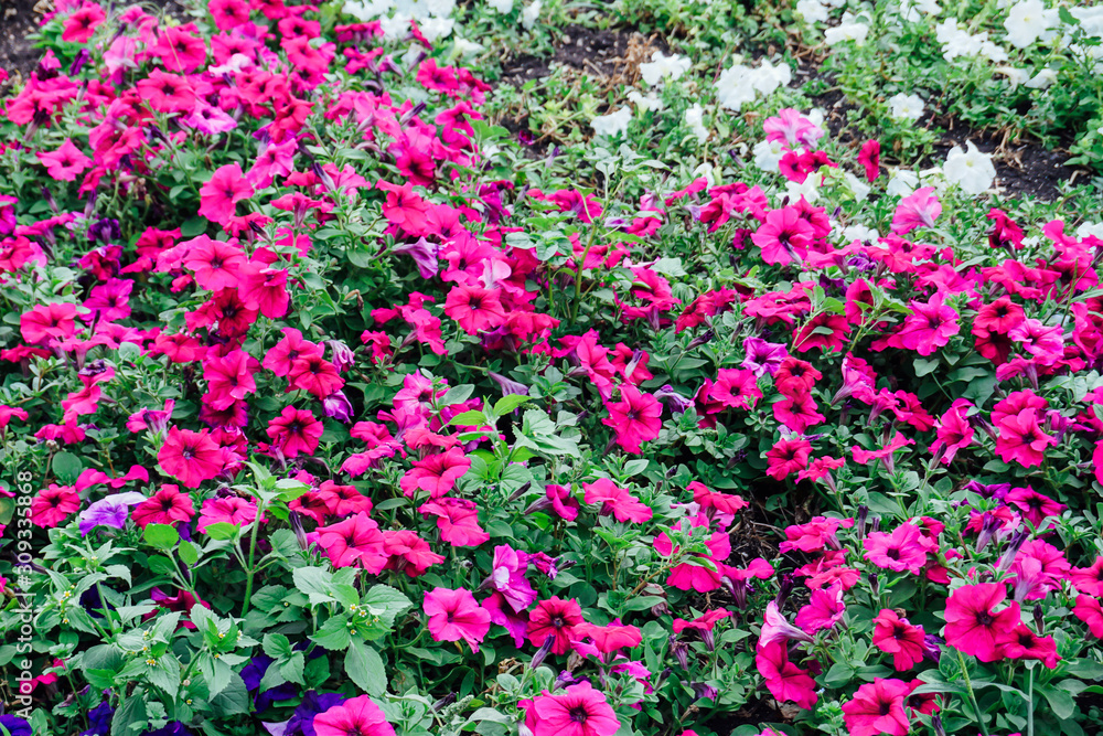 Fototapeta premium field of flowers of different shades of purple, white