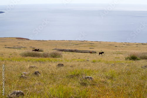 View from the summit of the Poike volcano of the landscape of Easter Island and a group of wild horses. Easter Island, Chile © Marco Ramerini