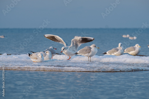 Seagulls on the winter sea