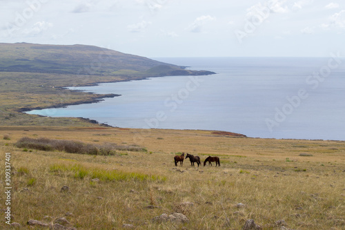 View from the summit of the Poike volcano of a group of wild horses and along the northern coast of Easter Island. Easter Island, Chile
