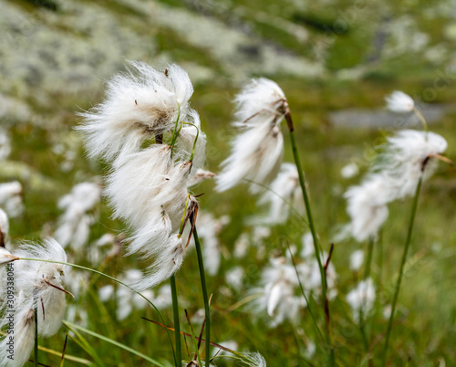 Eriophorum latifolium close-up of a plant growing in a natural habitat. View of the plant during the summer growing season.