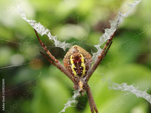 Macro of a Spider in a Sydney Backyard on its web