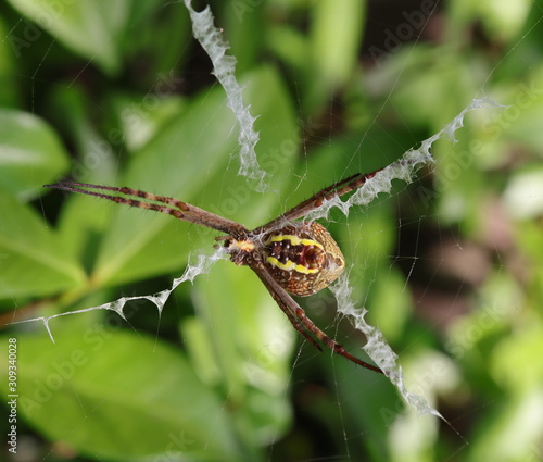 Macro of a Spider in a Sydney Backyard on its web © Elias Bitar