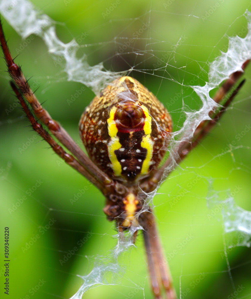 Macro of a Spider in a Sydney Backyard on its web Macro of a Spider in a Sydney Backyard on its web