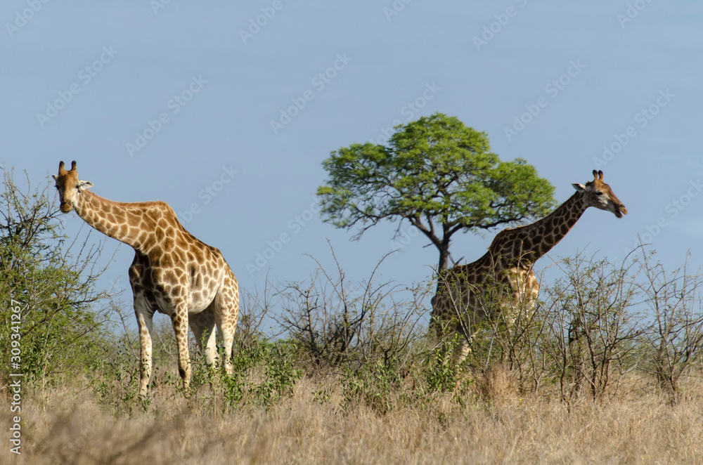 Obraz premium Girafe, Giraffa Camelopardalis, Parc national Kruger, Afrique du Sud