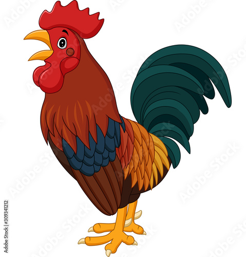Cartoon rooster crowing isolated on white background