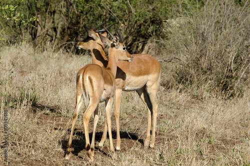 Impala, male, Aepyceros melampus