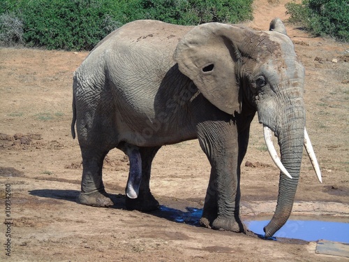 Elaphant at waterhole in Addo Elephant NP