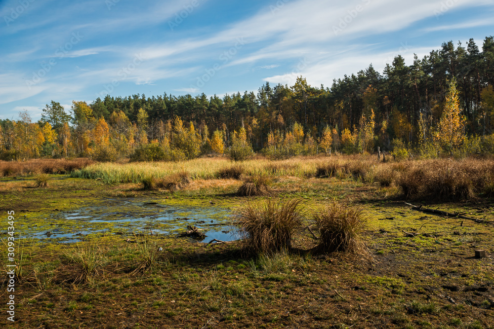 Dried Celestyn Lake in autumn, Celestynow, Poland Dried Celestyn Lake in autumn, Celestynow, Poland