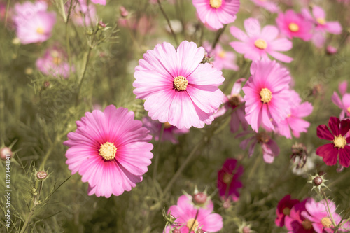 Close up of Cosmos Flower, Cosmos Garden. Vintage style © NYgraphic